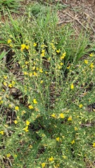 Crotalaria eremicola