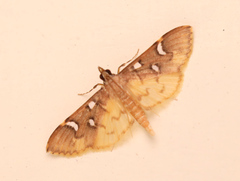 Cotachena pubescens
