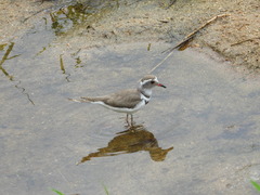 Charadrius tricollaris