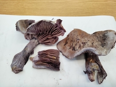 Thaxterogaster purpurascens