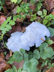 Hygrophorus eburneus