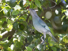 Thraupis glaucocolpa