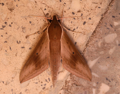 Theretra sumatrensis