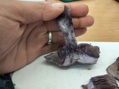 Thaxterogaster purpurascens