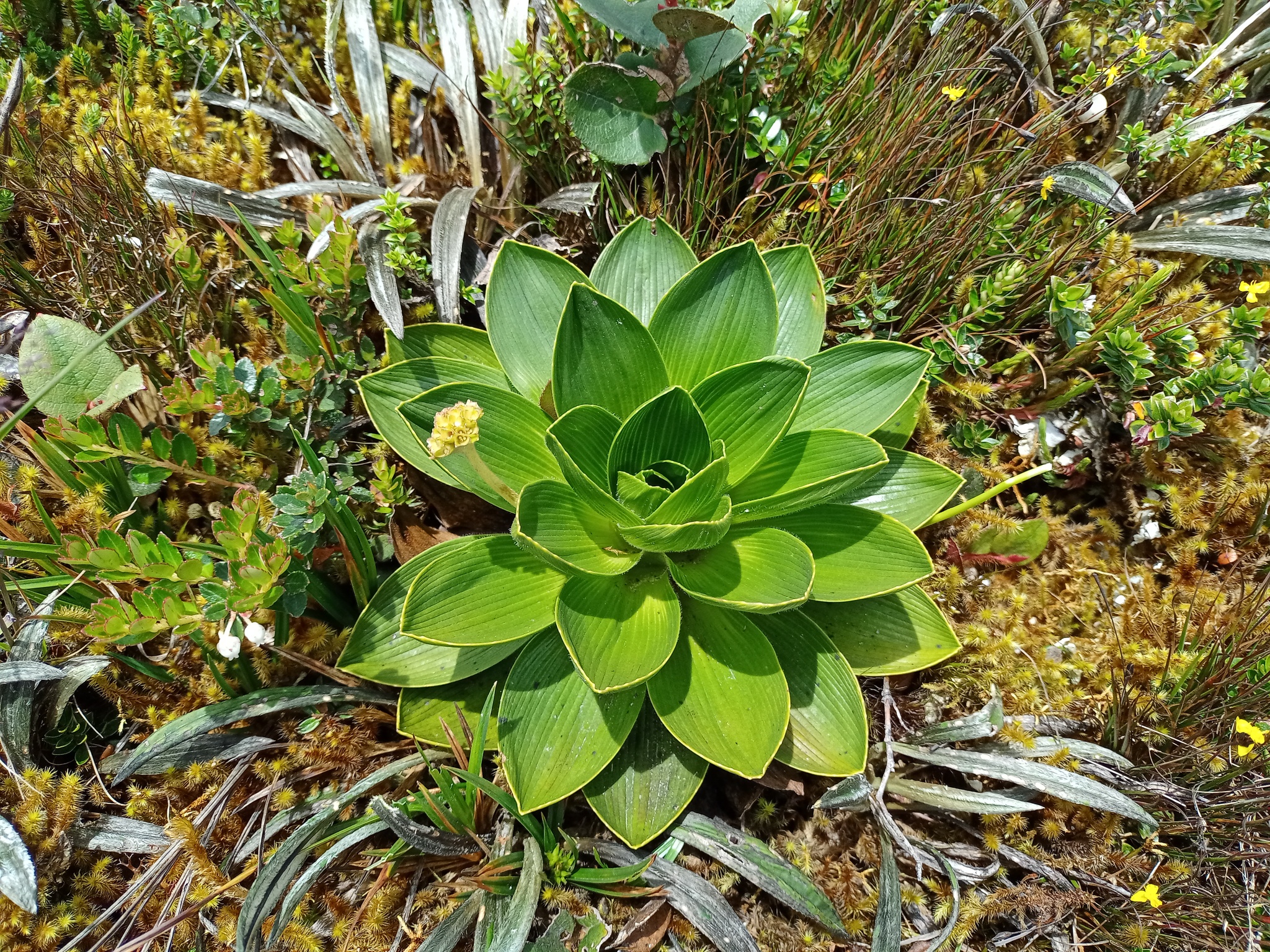Valeriana convallarioides image
