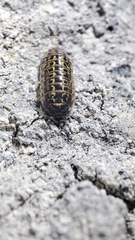 Armadillidium