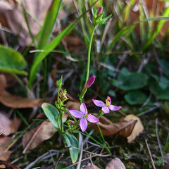 Centaurium erythraea