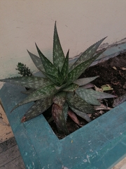 Aloe