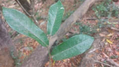 Monanthotaxis caffra