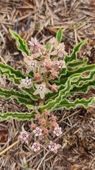 Asclepias meliodora