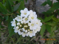 Spiraea cantoniensis