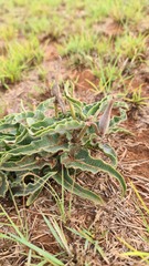 Asclepias meliodora