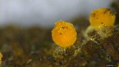 Bactridium subglandis