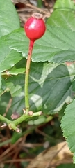 Rosa canina