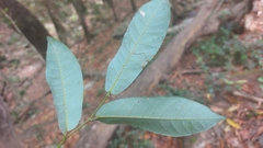 Monanthotaxis caffra