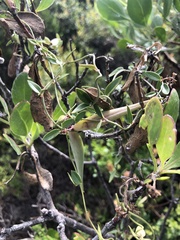 Astephanus triflorus