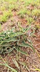 Asclepias meliodora