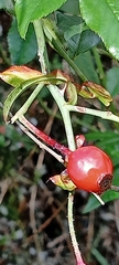 Rosa canina