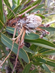 Protea longifolia