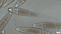 Bactridium subglandis