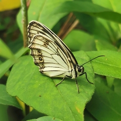 Melanargia lugens