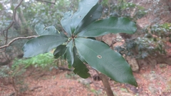 Englerophytum natalense