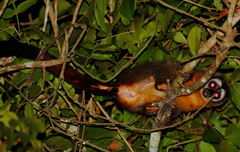 Aotus nigriceps