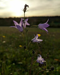Campanula rapunculus