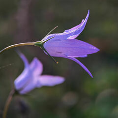 Campanula rapunculus
