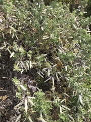 Indigofera brachystachya