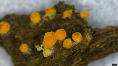 Bactridium subglandis