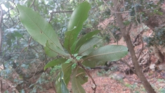 Englerophytum natalense
