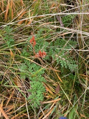 Pedicularis sylvatica