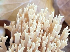 Ramaria stricta