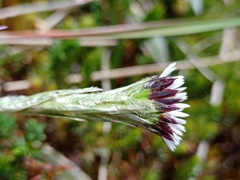 Oritrophium
