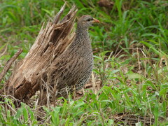 Pternistis natalensis