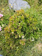 Kalanchoe fedtschenkoi