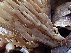 Ramaria stricta