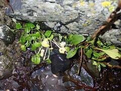 Cochlearia officinalis