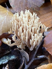 Ramaria stricta