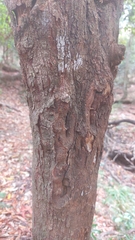 Englerophytum natalense