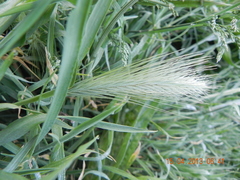 Poaceae