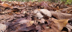 Cortinarius caperatus