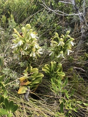 Bonatea speciosa