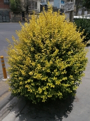 Ligustrum ovalifolium