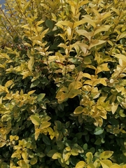 Ligustrum ovalifolium