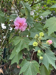 Hibiscus mutabilis