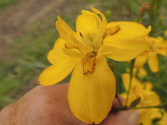Moraea ramosissima