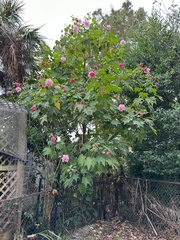 Hibiscus mutabilis