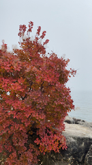 Cotinus coggygria